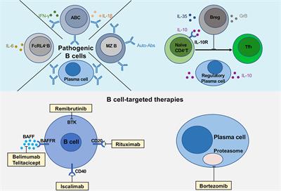 Frontiers | The Multiple Roles Of B Cells In The Pathogenesis Of ...